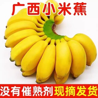礼金+直播间！广西小米蕉 5斤